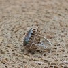 Handmade Women's Ring, Mystic Topaz Ring, Turkish Handmade Ring, Ladies Ring, Ottoman Women Ring, Ladies Ring, 925k Sterling Silver Ring,