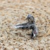 Snake Mens Ring, Turkish Handmade Sterling Silver Ring, Silver Snake Ring, Animal Wrap Ring, Ruby Men Ring, Animal Ring, 925 Sterling Silver